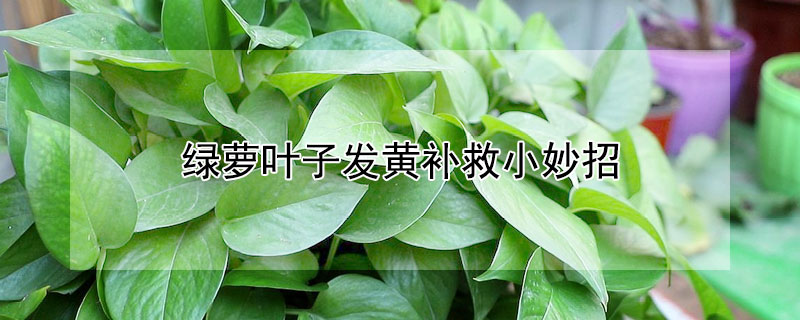 绿萝叶子发黄补救小妙招 水培绿萝叶子发黄补救小妙招