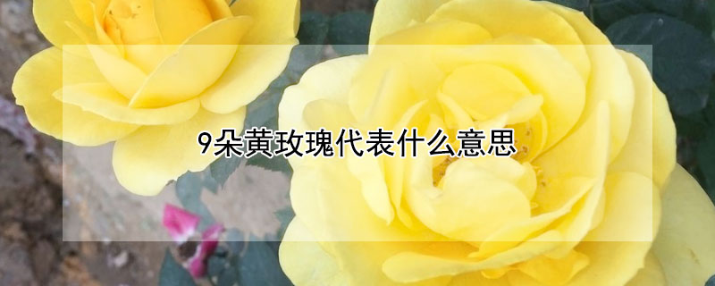 9朵黄玫瑰代表什么意思（九朵黄玫瑰代表什么意思）