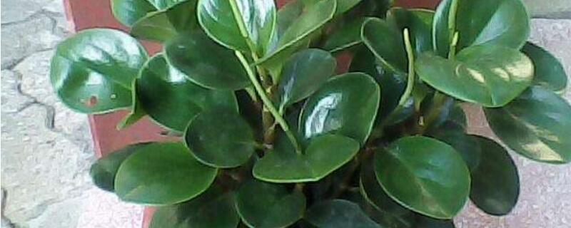 碧玉的花语和寓意（碧玉花寓意和象征意义）