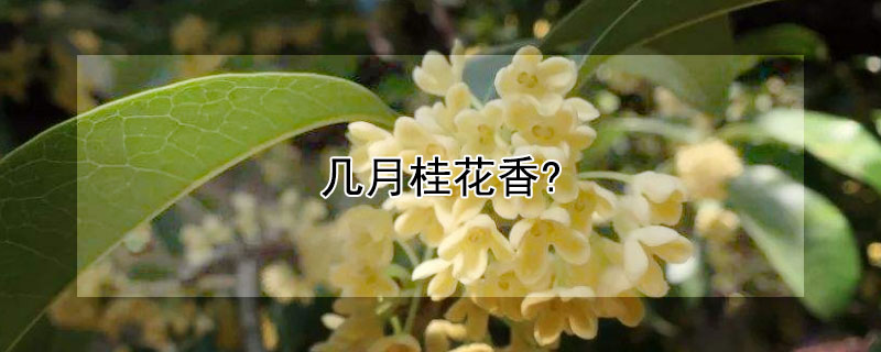 几月桂花香? 几月桂花香满天