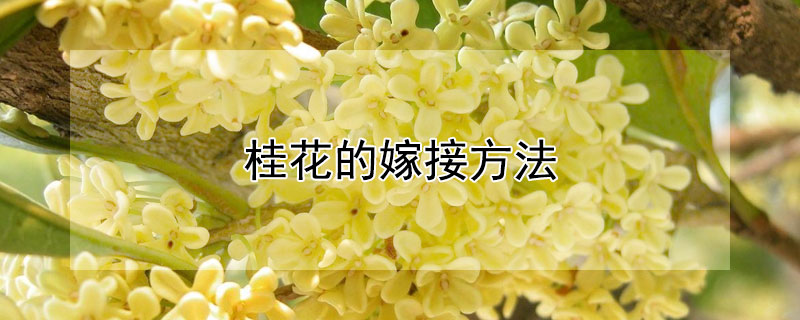 桂花的嫁接方法（桂花的嫁接方法有哪些）