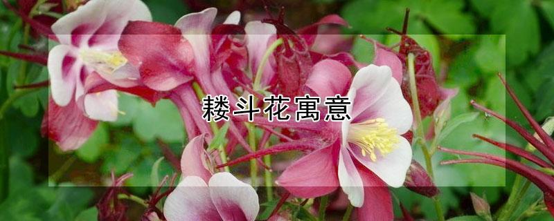 耧斗花寓意(耧斗花的花语是什么)