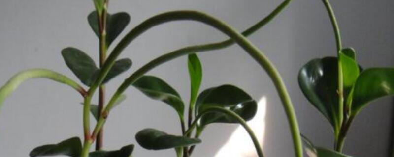 碧玉花的花语 碧玉花的含义