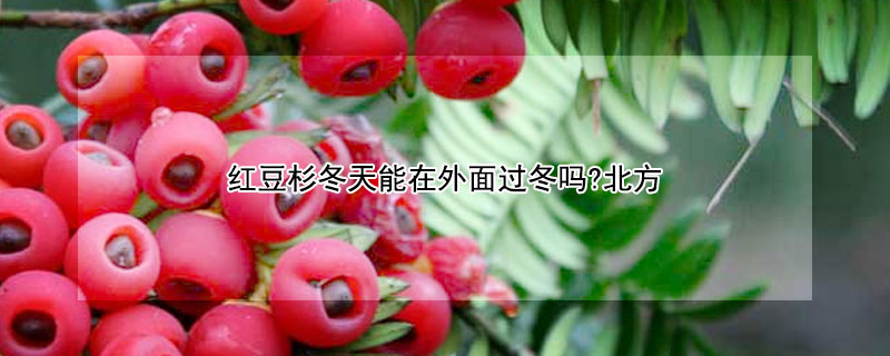 红豆杉冬天能在外面过冬吗?北方（红豆杉可以在北方过冬吗）