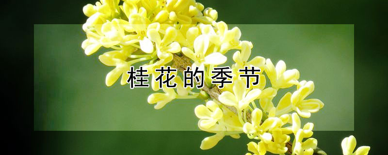 桂花的季节 桂花的季节开放