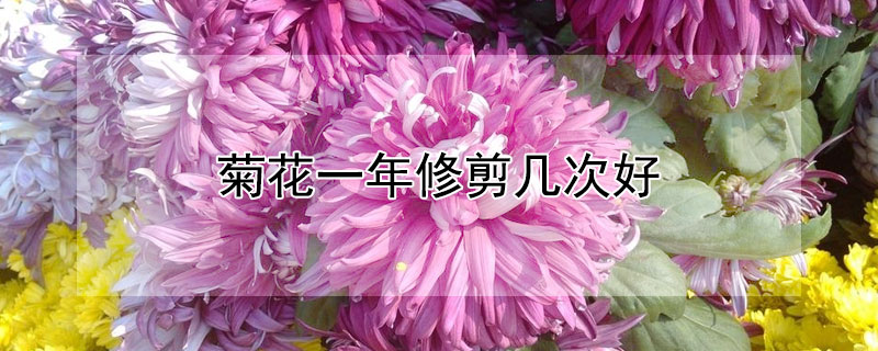 菊花一年修剪几次好（菊花多久修剪一次）