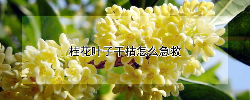 桂花叶子干枯怎么急救（冬季桂花叶子干枯怎么急救）