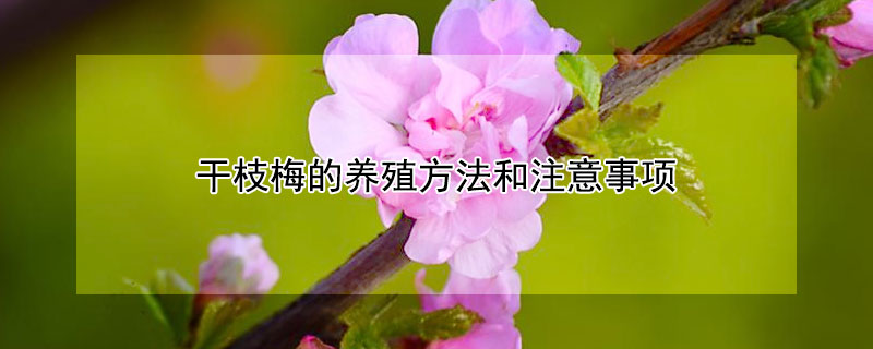 干枝梅的养殖方法和注意事项（干枝梅的养殖方法家庭）