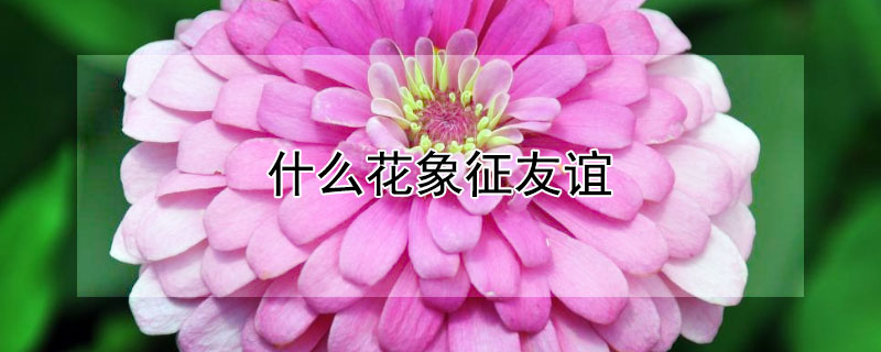 什么花象征友谊 什么花象征友谊是长长久久的