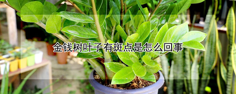 金钱树叶子有斑点是怎么回事（金钱树叶子长斑怎么办）