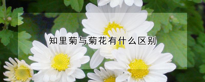 知里菊与菊花有什么区别（知里菊和菊花有什么不同）