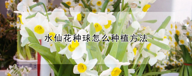水仙花种球怎么种植方法（水仙花种球如何种植）