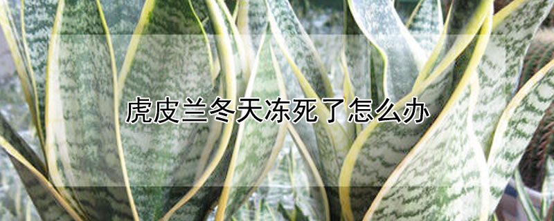 虎皮兰冬天冻死了怎么办（虎皮兰温度多低会冻死）