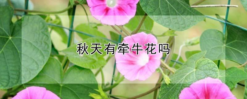 秋天有牵牛花吗（牵牛花是秋天的花吗）