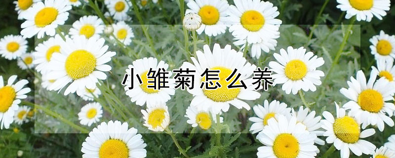 小雏菊怎么养（小雏菊怎么养 水培）