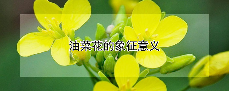 油菜花的象征意义 油菜花的花语象征什么