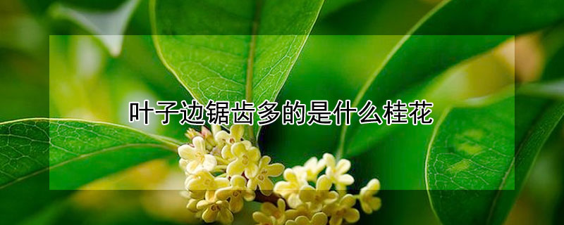 叶子边锯齿多的是什么桂花 桂花叶锯齿状