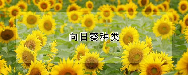 向日葵种类 向日葵种类及花语