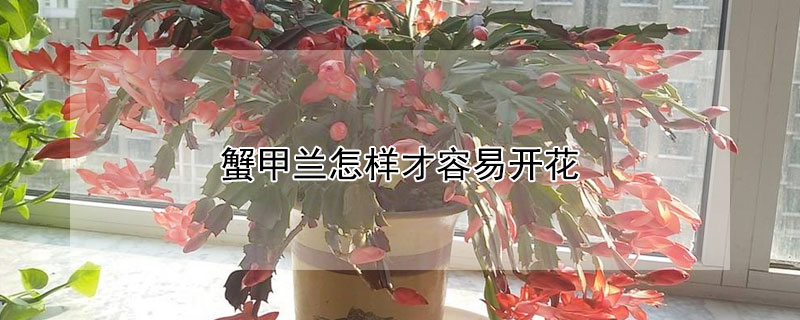 蟹甲兰怎样才容易开花（蟹甲兰开花时怎样打理）