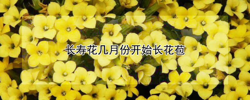 长寿花几月份开始长花苞(长寿花什么时候开始长花苞)
