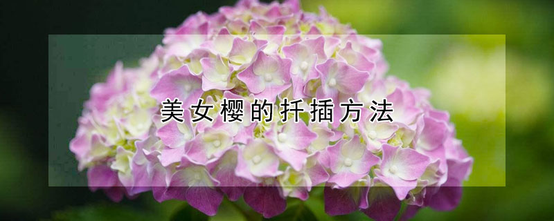 美女樱的扦插方法 美女樱的扦插方法视频