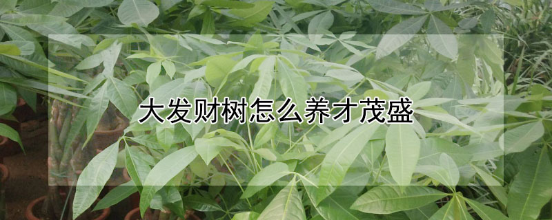 大发财树怎么养才茂盛（发财树怎么养才茂盛）