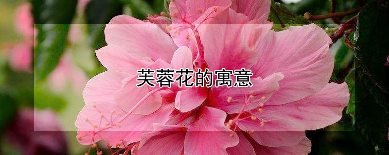 芙蓉花的寓意（芙蓉花的寓意和象征风水）