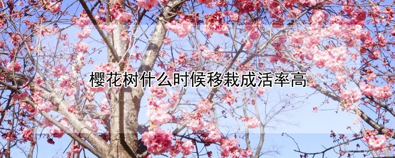 樱花树什么时候移栽成活率高 樱花树啥时候移栽