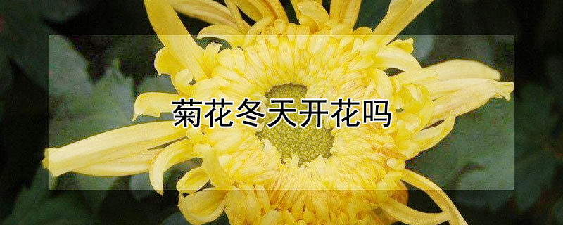 菊花冬天开花吗（菊花在冬天开吗）