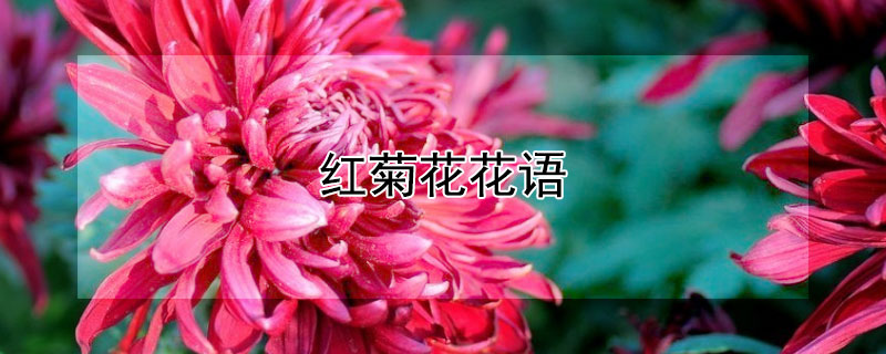 红菊花花语 紫红菊花花语