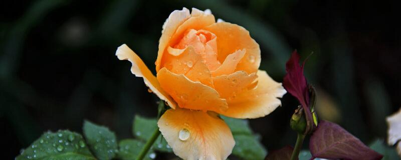 香水月季花语（香水月季百科）