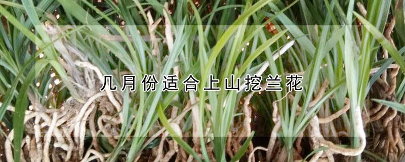 几月份适合上山挖兰花 九月份适合上山挖兰花吗