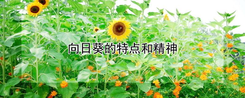 向日葵的特点和精神(向日葵的特点和精神作文)