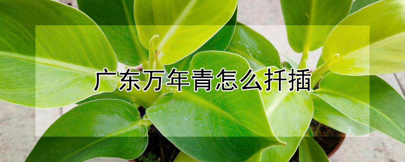 广东万年青怎么扦插 广东万年青如何扦插
