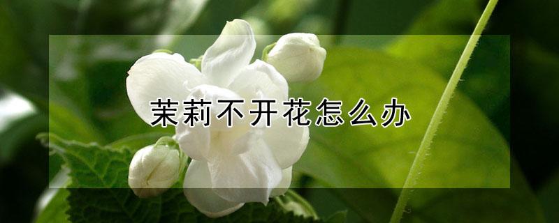 茉莉不开花怎么办（茉莉不开花了怎么办）