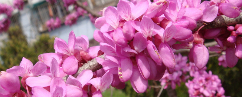 紫荆花的寓意（紫荆花的寓意与花语）