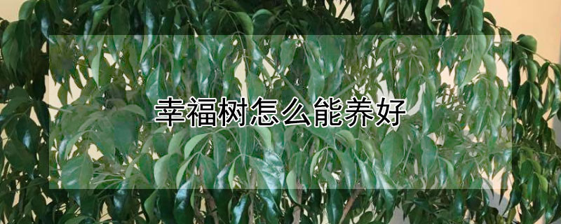 幸福树怎么能养好 幸福树怎样养好