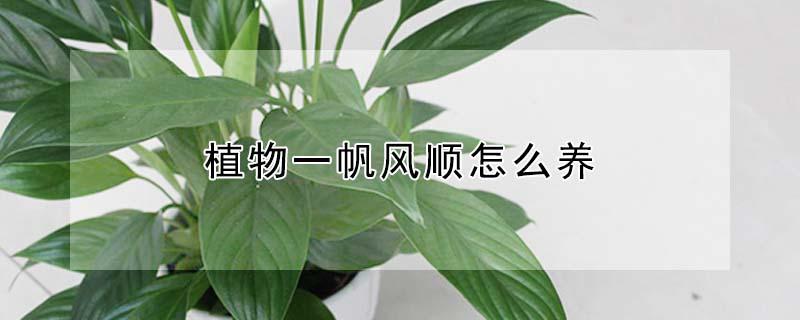 植物一帆风顺怎么养（植物一帆风顺怎么养活）