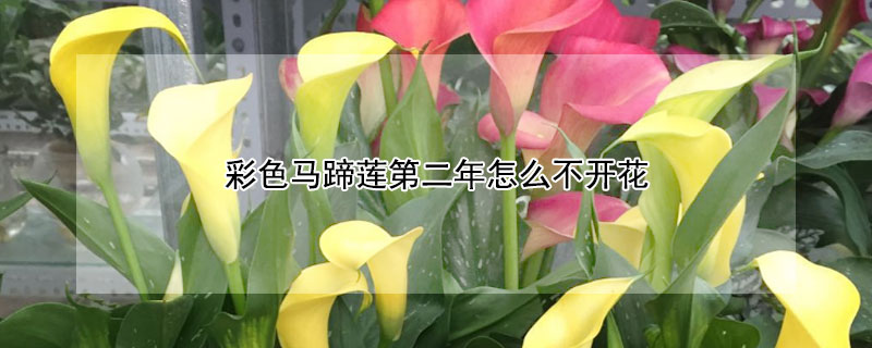 彩色马蹄莲第二年怎么不开花 彩马蹄莲只长叶子不开花