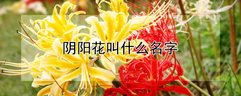 阴阳花叫什么名字（阴阳之间的花是什么花）