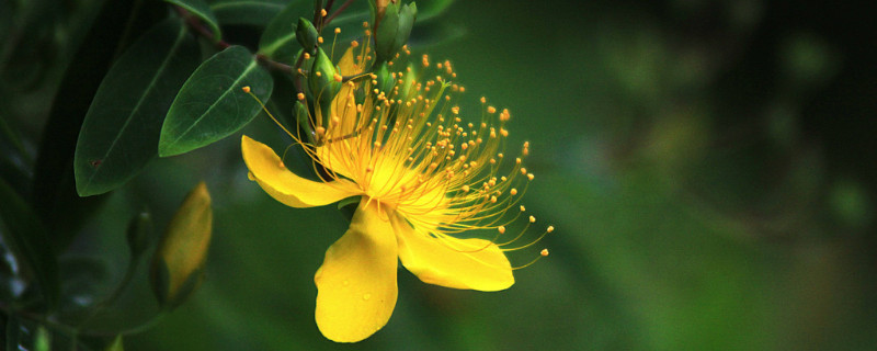 金丝桃花的寓意和象征（黄金桃花的寓意）