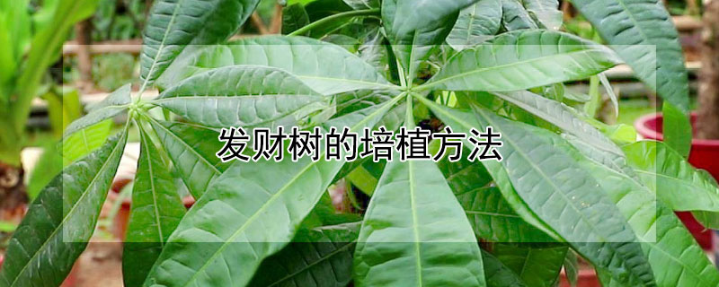 发财树的培植方法（发财树的栽培方法）