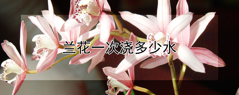 兰花一次浇多少水 兰花到底多久浇一次水