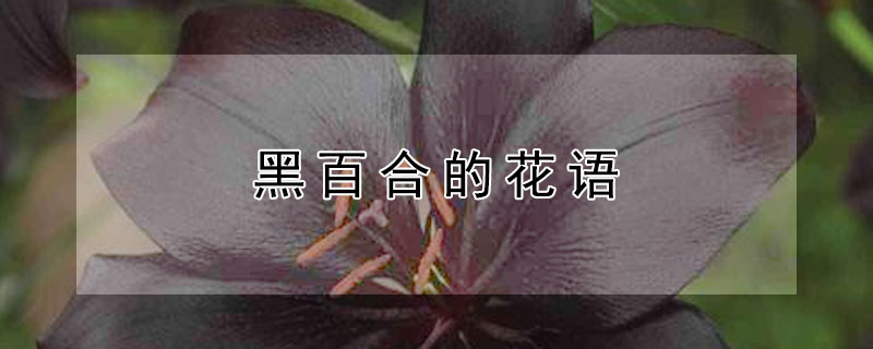 黑百合的花语 黑百合的花语有复仇