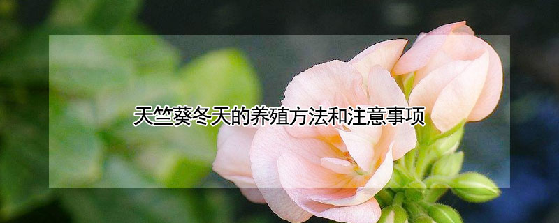 天竺葵冬天的养殖方法和注意事项（天竺葵的冬季养殖方法和注意事项）
