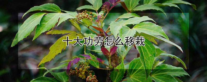 十大功劳怎么移栽(十大功劳移栽后干叶怎么处理)
