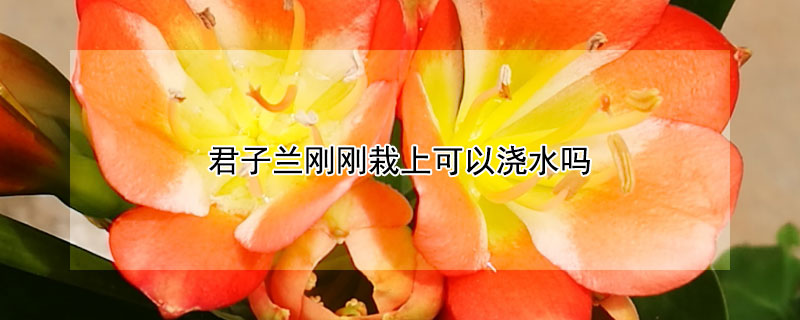 君子兰刚刚栽上可以浇水吗（君子兰刚栽下去可以浇水吗）
