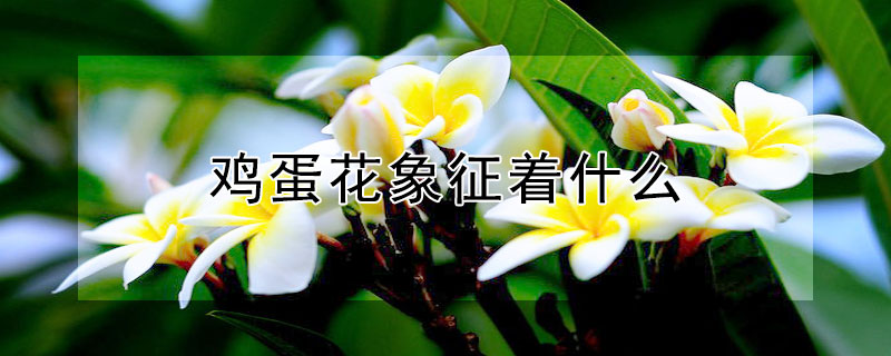 鸡蛋花象征着什么 鸡蛋花象征着什么样的人