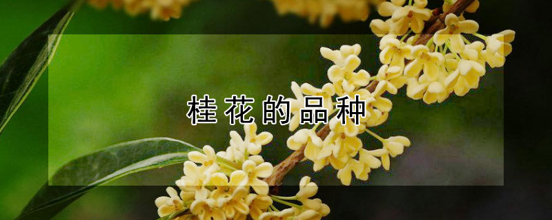 桂花的品种 桂花的品种有哪些