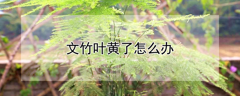 文竹叶黄了怎么办 文竹叶子发黄了怎么处理